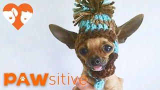 Adorable, Dancing Teacup Chihuahua Pup Is Not Dancing At All | PAWsitive 