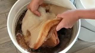 Monster Kombucha Scoby