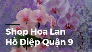 Shop Hoa Lan Hồ Điệp Quận 9 | Hoa Ba Miền