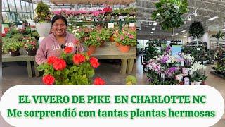 Pike's Nursery in Charlotte, NC surprised me with beautiful begonias, pothos, mustards, and more.