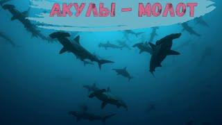 Акулы - молот и живые кораллы под водой на Дедалус рифе. Daedalus Reef. Hammerhead Sharks.