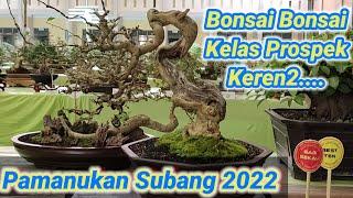 Bikin betah melihatnya Bonsai Kelas Prospek di Kontes Bonsai Pamanukan Subang 2022