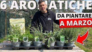 6 Piante Aromatiche da piantare nell'orto o sul balcone a   MARZO