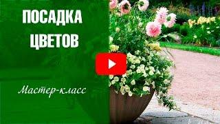 Посадка цветов в кашпо - Садовый декор хитсад   Мастер-класс  hitsadtv