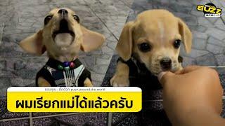 คลิปเมื่อเจ้าของ สอนลูกสุนัขเรียก "แม่ครับ" จะชัดขนาดไหนไปดู! l Socialbuzz