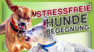 Stressvermeidung bei Hundebegegnungen – mit diesen einfachen Tipps klappt es