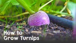 How to Grow Lots of Turnips from Seed to Harvest