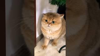 S M Billion #viral  #viralvideo #viral #catsoftik #cat #cats #funnycat #catslovers #catstory