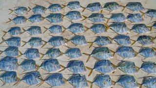 $200 Aquarium Fish for Dinner! Catch Clean cook (Lookdown "Moonfish")