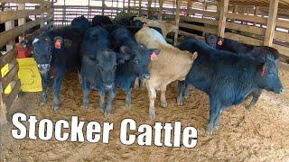 It Was the Best of Herds, It Was the Worst of Herds (Stocker Cattle)