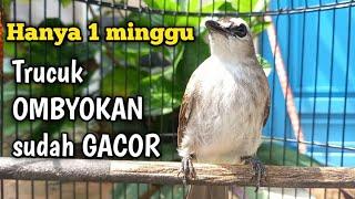 cara merawat trucukan OMBYOKAN agar cepat GACOR