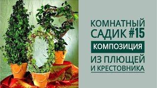 Комнатный садик #15. КОМПОЗИЦИЯ из ПЛЮЩЕЙ (ХЕДЕР) и КРЕСТОВНИКА РОУЛИ