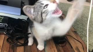 funny cute cat