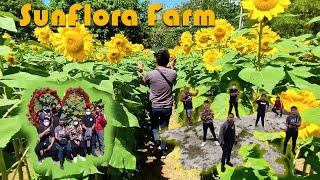 SunFlora Farm ft. Drone Shot - Seth Travel Vlog Official