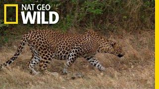 Leopards, Langurs and Deer, Oh My! | Wild Sri Lanka