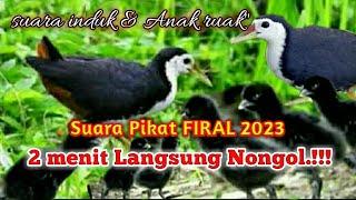 2 menit langsung nongol[]suara pik at induk & anak ruak"