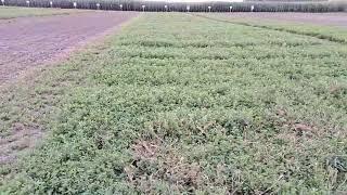 alfalfa for foodplots