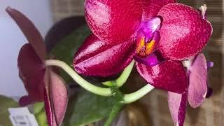 Phalaenopsis LD Sun Dragon ‘Snake Scale’