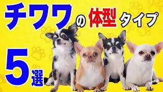 チワワ（犬）の種類は毛長、毛色だけじゃない！チワワの体型タイプ５選【豆知識】