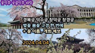 경복궁 덕수궁 창덕궁 창경궁 벚꽃 봄꽃 0404 꽃덕후가 샅샅이 훑어본 4대고궁 개화현황 각 고궁 봄꽃 스팟