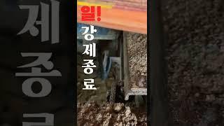 타이어굴착기의 치명적인 단점! #빵꾸 #앞타이어까지3짝 #타이어  #굴착기