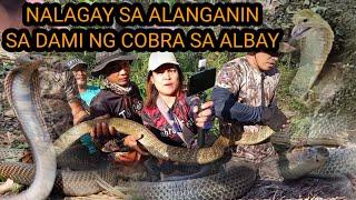 ISANG BUHAY ANG NALIGTAS MULA SA MGA COBRA #cobraprince #cobraking #tolcobra