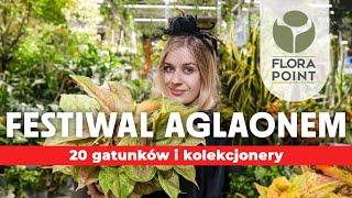 Festiwal aglaonem! Niezwykła dostawa kolekcjonerów! | przegląd nowości | Flora Point