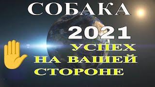 Собака в 2021 году, году Быка. Восточный гороскоп на 2021 год.