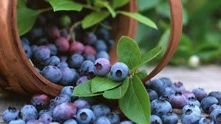 How Effective is Bilberry Leaf Extract For Lowering Blood Sugar Levels? - by Dr Sam Robbins