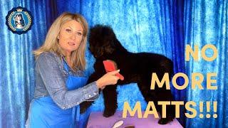How to Groom Your Dog & Prevent Matts in 10 Minutes