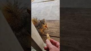 Cat Watching Me Feed Backyard Squirrel