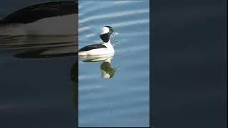 Christmas bufflehead