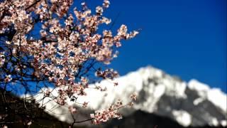 Spring In The Tibetan Grassland