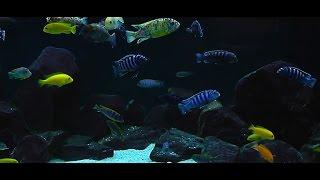 Lake Malawi Trip Updates - African Cichlid Hub