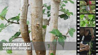 membuat bonsai serut batang lurus, video dari dongkel sampai setengah jadi