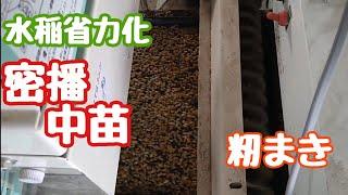 『密播中苗』籾まき　水稲省力化技術　マット苗　20枚以下／10a   北海道月形町（有）アクティブ4　Agriculture of Hokkaido