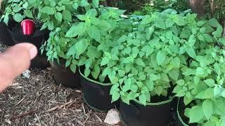 How I Finally Grew A Ton Of Chiltepin Plants