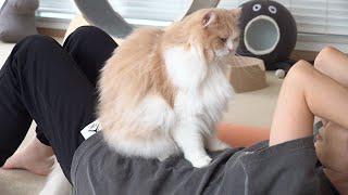 I Can't Work Out Because of My Cats! (ENG SUB)