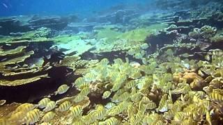 Maayafushi Reef Lagoon 2014