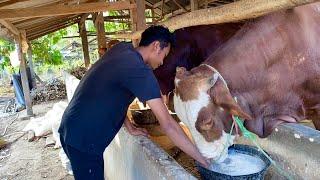 COMBORAN MURAH TAPI SUDAH BISA BIKIN SAPI JUMBO RESEPNYA ADA DI SINI‼️