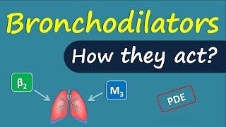 How bronchodilators act | Mechanism and drug targets