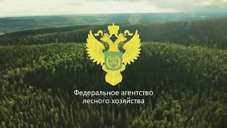 Берегите лес от пожара!