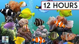 CORAL REEF AQUARIUM COLLECTION • 12 HOURS • BEST RELAX MUSIC • SLEEP MUSIC