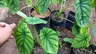 Perbanyak Keladi Tengkorak Hijau/ Green Shield Alocasia