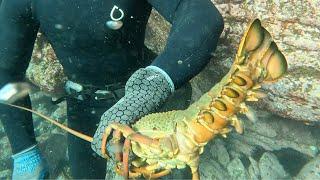 Spearfishing & Lobster Diving