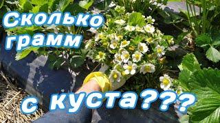  Супер сорт клубники!  40 цветоносов с куста! Belklubnika.by