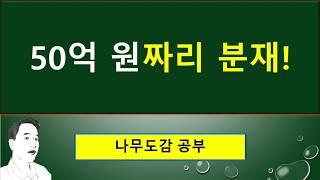 주목 vs 비자나무 : 50억 원짜리 분재 : 장수나무(長壽木)