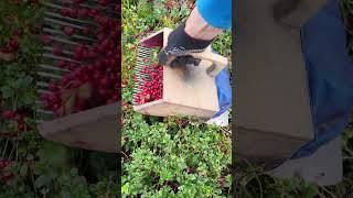 How to pick berries with a manual device #harvesting #lingonberry #cranberries