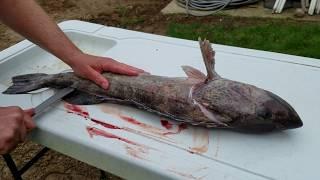 How to fillet or clean a lingcod