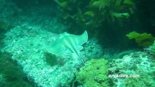 흰가오리(Urolophus aurantiacus)~Sepia stingray